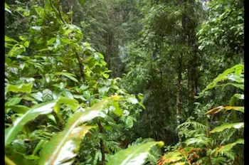 Jungle and Hunter — Soon Chang music composition